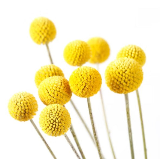 Australian Natives Grow Kit - Billy Buttons