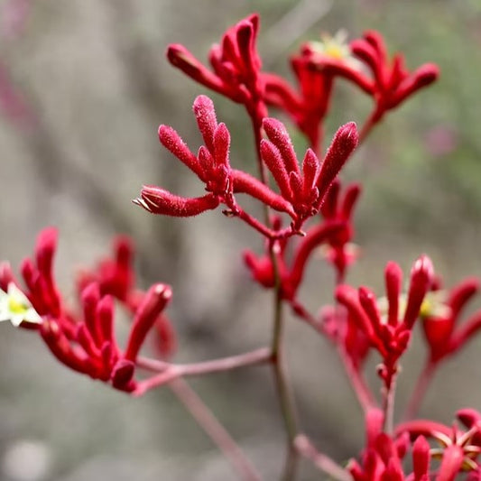 Australian Natives Grow Kit - Kangaroo Paws