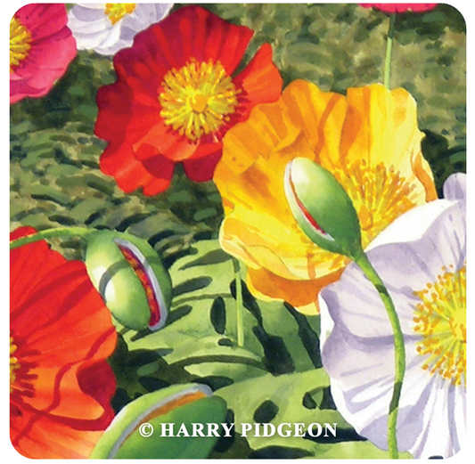 Harry Pidgeon "Ole" Coasters