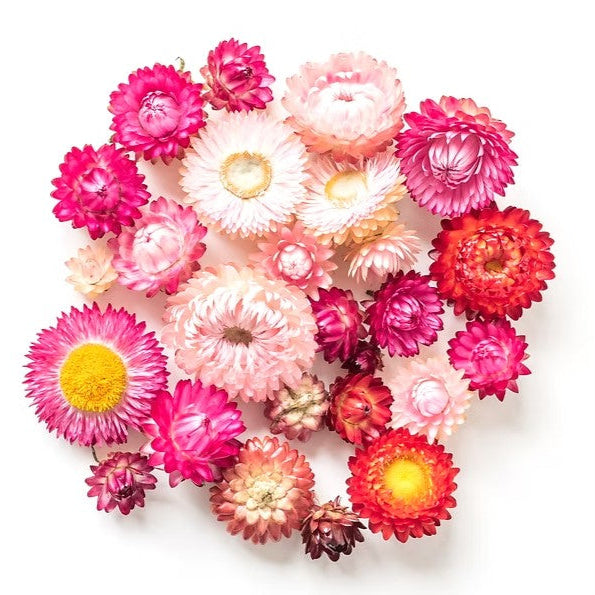 Australian Natives Grow Kit - Everlasting Daisies