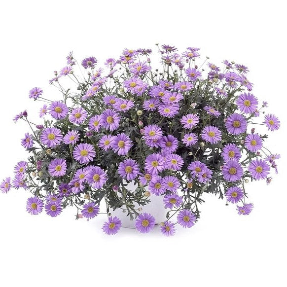 Urban Greens - Australian Native Swan River Daisies Grow Kit
