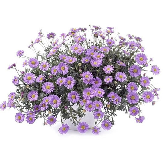 Australian Natives Grow Kit - Swan River Daisies